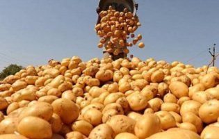 По всій Європі неврожай на картоплю