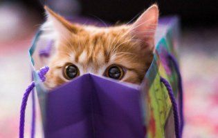 25 цікавих фактів про котів