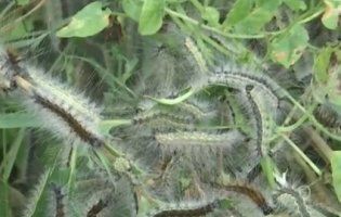 Містечко на Хмельниччині кишить ненажерливими личинками (фото)