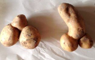 На Волині викопали  картопляного «пеніса» (фото)