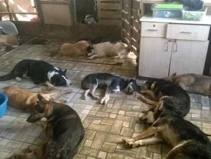 Харківські зоозахисники показали, як виглядає «тиха година» у притулку для собак (фото)