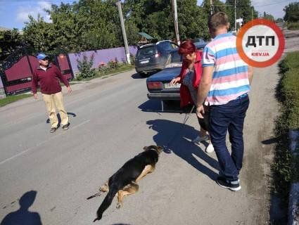 На Вінниччині живодерка прив’язала пса до бампера і тягла по асфальту (фото)