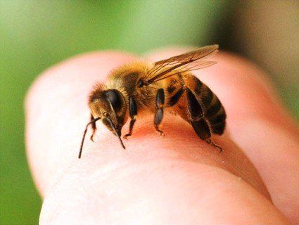 На Тернопільщині дитина померла від бджоли, яка ховалася у грушці