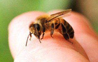 На Тернопільщині дитина померла від бджоли, яка ховалася у грушці