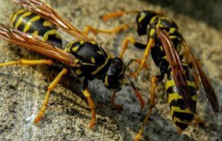 У Чернігівській області оси-вбивці на смерть зажалили ягідницю