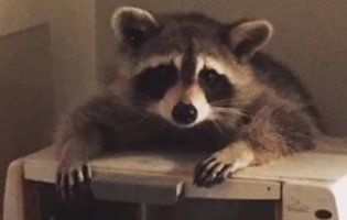 В Канаді єнот-ненажера залишив сімейство без хліба (відео)