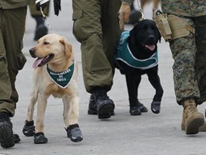 Мімімішно: собаки в «черевичках» на військовому параді в Чилі розчулили Мережу (фото, відео)