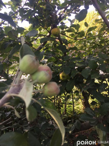 Другий раз на рік плодоносить яблуня на Волині в Шацьку