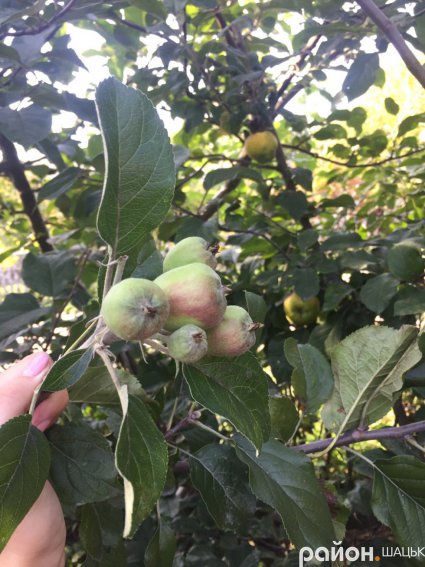 У вересні в Шацьку другий урожай яблук