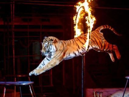 У цирку тигр втратив свідомість, а неадекватна публіка аплодувала (відео)