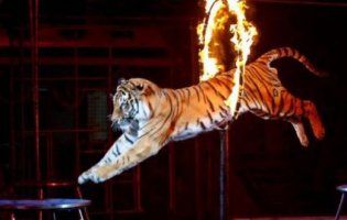 У цирку тигр втратив свідомість, а неадекватна публіка аплодувала (відео)