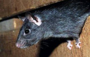 Гризуни атакують: пацюк загриз трирічну дитину (фото, відео)