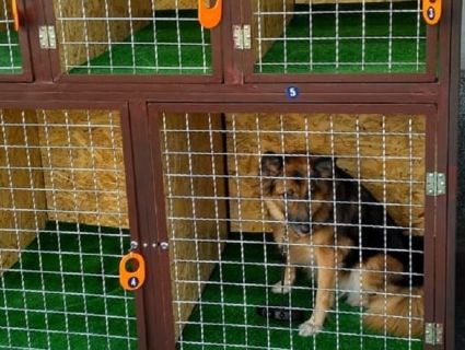 Київський супермаркет запровадив «камери схову» для собак