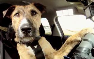 Пес-водій, який вправно кермує авто, приголомшив Мережу (відео)