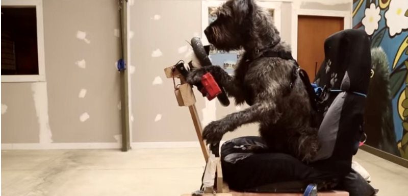 Собака водій фото 2