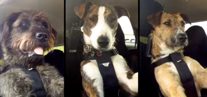 Собака водій фото 3