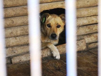 «Без змін»: як животіють тварини в луцькому притулку після звільнення директорки