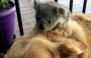 Собаче серце: ретривер зігрів крихітну коалу і розчулив Мережу (фото)