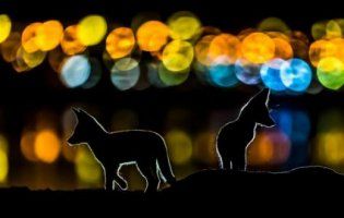 National Geographic показало кращі фотографії за вересень