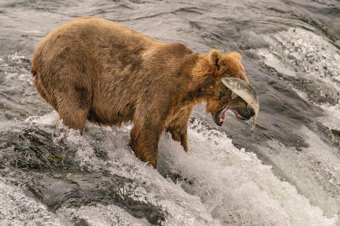 National Geographic - Бурий ведмідь упустив свій улов в Брукс-Фолс на Алясці