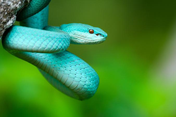 National Geographic - ямкоголова змія