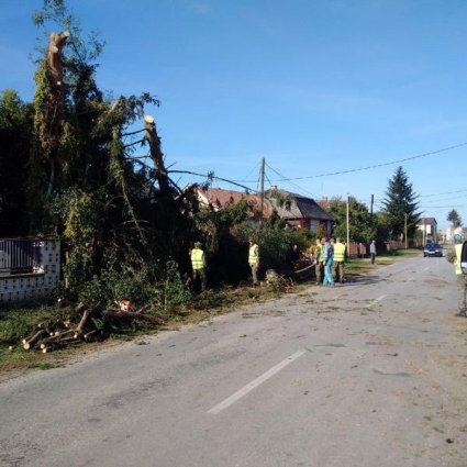 Торнадо: на Закарпатті повиривало дерева з корінням 
