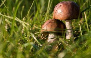 На Херсонщині батько і донька померли, мати в реанімації через отруєння грибами