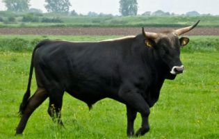 На Херсонщині бики атакують людей