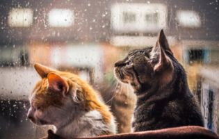 Синоптики радять «годувати котів», бо наближається похолодання
