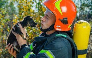 Рятувальники Закарпаття постять милі фото з бездомними тваринами