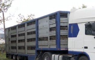 На Одещині два тижні морять голодом отару овець, замкнену у фурі в порту