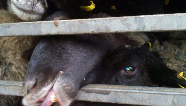 В Чорноморську жорстоке поводження із тваринами фото 1