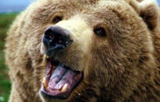 Ведмідь перетворив у консервну банку авто мисливців, поки ті вистежували кабана (відео)