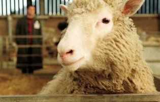 Вижили, щоб померти: овець з Чорноморська відправлять на утилізацію