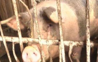 2000 свиней пішли під ніж на Буковині через африканську чуму