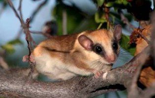 Волинянка знайшла у лісі рідкісну червонокнижну тварину