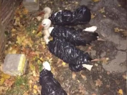Дивна знахідка у Львові: живі лелеки у сміттєвих пакетах (відео)