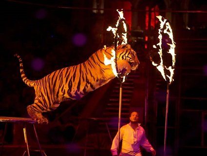 Диких тварин у цирках не буде лишень через… пять років