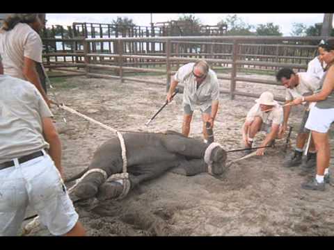 Дресирування слонів у цирку