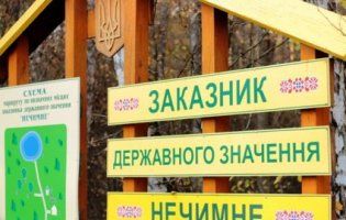 Тут творилася «Лісова пісня»: осінь у волинській пущі (фоторепортаж)