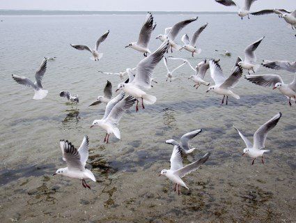 У Тернополі берег річки всіяний мертвими чайками
