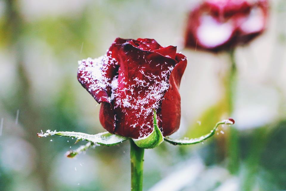 троянда під снігом