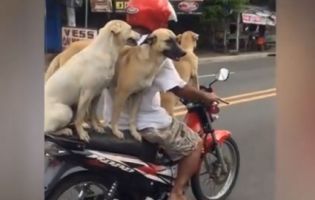 Філіппінець привчив своїх собак їздити на байку (відео)