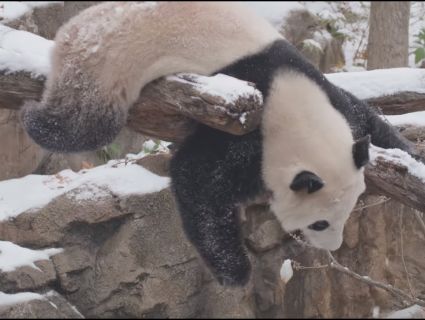 Милоття: в американському звіринці панда шаліла у снігу (відео)