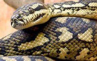 Триметровий плазун мало не залишив чоловіка без пенісу (відео)