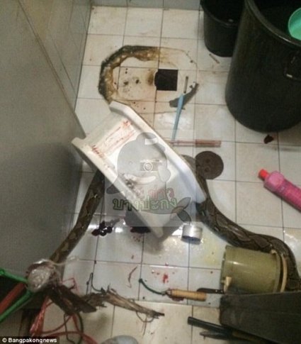 На жителя Бангкока в туалеті напав триметровий пітон.