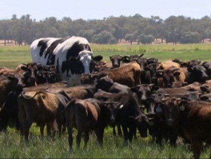 Австралійська корова-переросток вразила Мережу (фото)