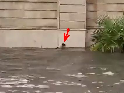 В Саудівській Аравії кіт-плавець самотужки врятувався від повені (відео)