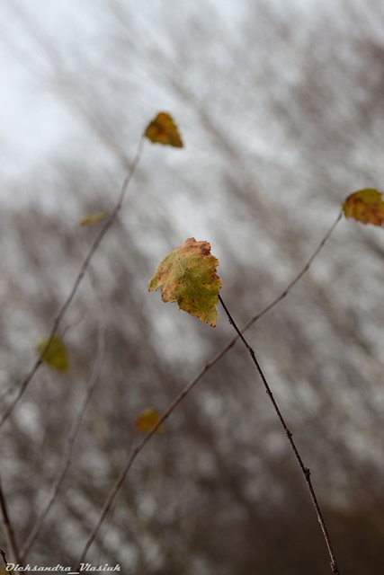 Листопадовий Луцьк від фотографа Олександри Власюк фото 17