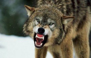 На Тернопільщині вовк порвав зубами двох чоловіків